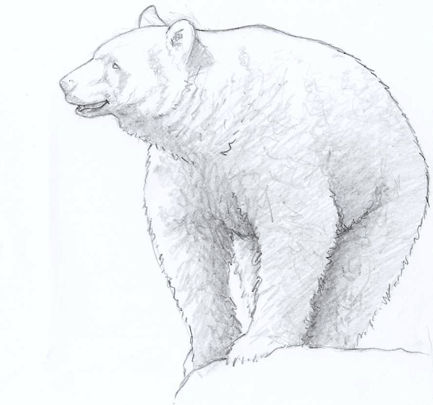 892x834 Black Bear Sketch - Black Bear Sketch