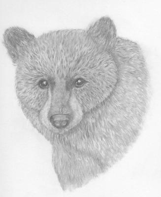 327x400 Black Bear - Black Bear Sketch