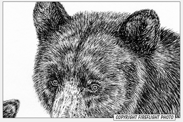 600x400 Fireflight Photo - Black Bear Sketch