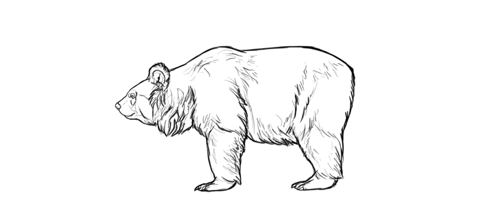 700x296 How To Draw Bears Big, Fluffy Amp Clumsy - Black Bear Sketch
