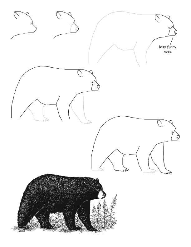 612x792 How To Draw A Realistic Black Bear Learn To Draw. - Black Bear Sketch