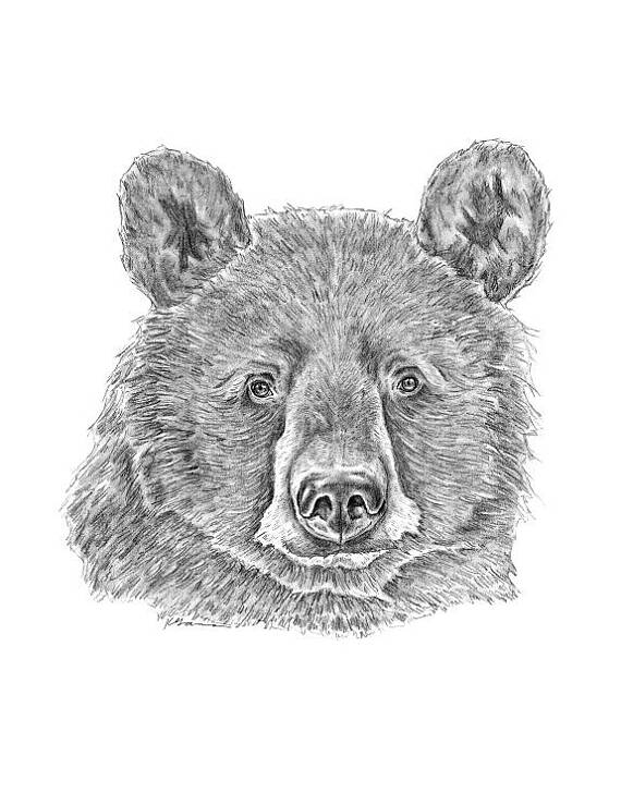 570x739 Black Bear Art Black Bear Art Bear Art Print Bear Drawing - Black Bear Sketch