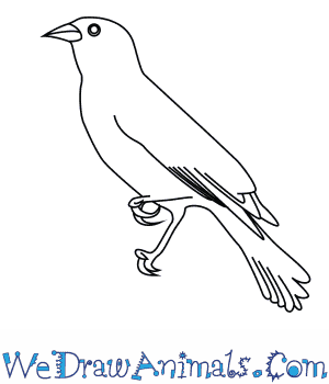 300x350 How To Draw A Red Winged Blackbird - Black Bird Sketch