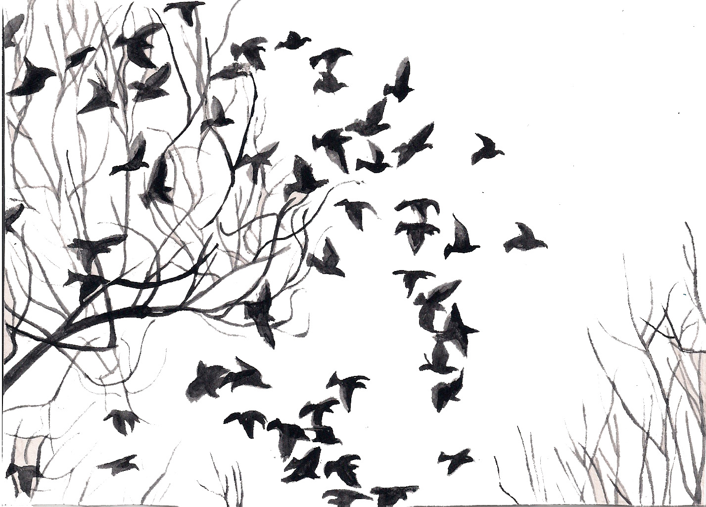 1427x1025 A Journey With Iqbal Black Amp White Birds - Black Bird Sketch
