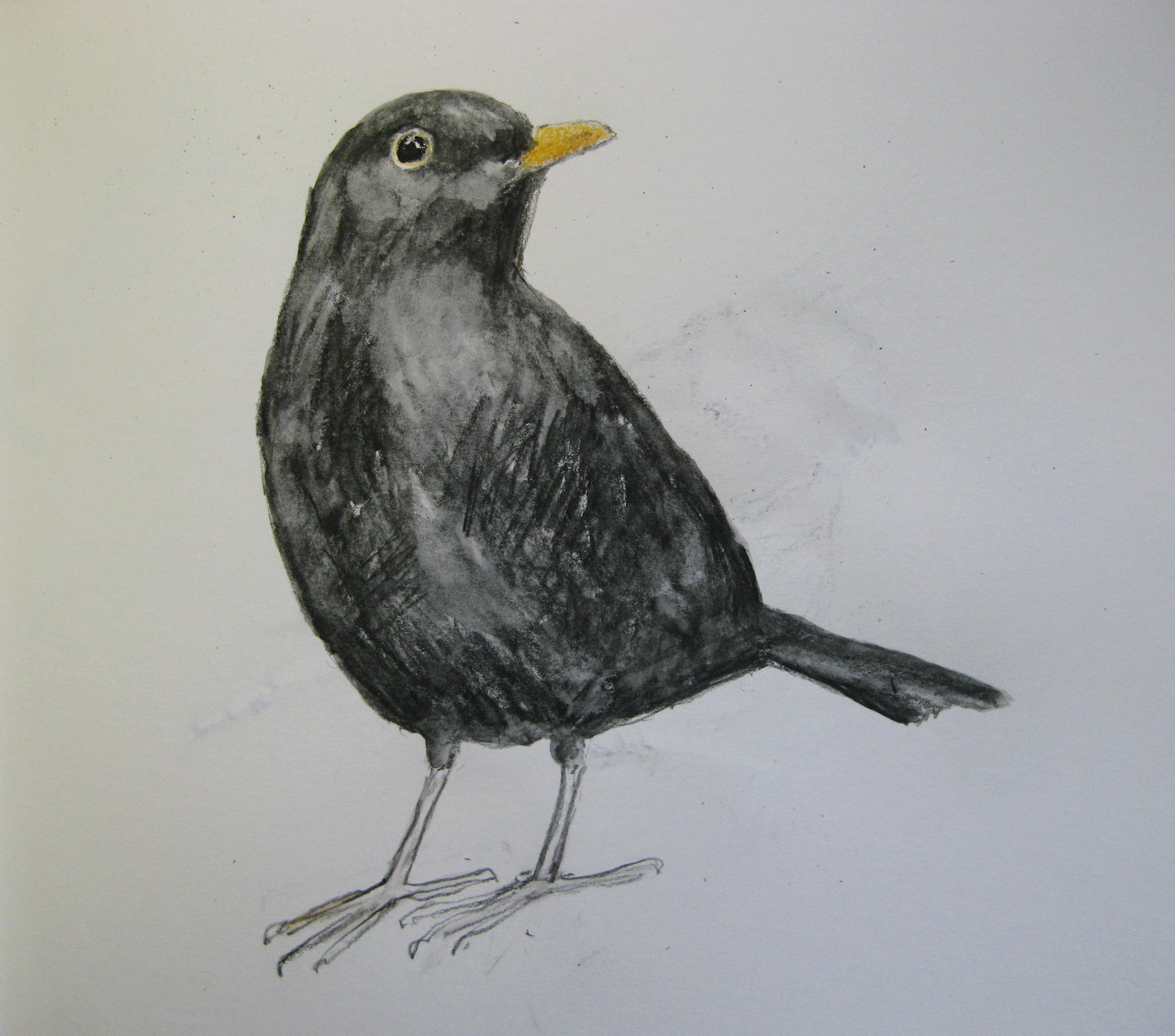 2598x2290 Uncategorized Agnesandcora - Black Bird Sketch