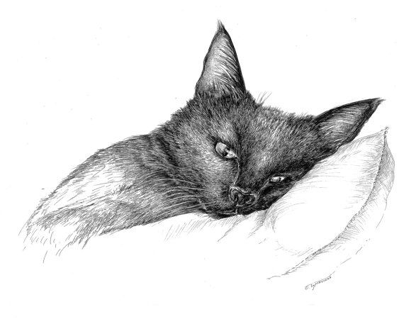 570x450 Cat Illustration, Original Sketch Art, Black And White Prints, Pen - Black Cat Sketch