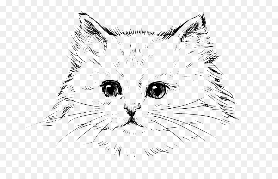 900x580 Persian Cat Kitten Drawing Black Cat - Black Cat Sketch