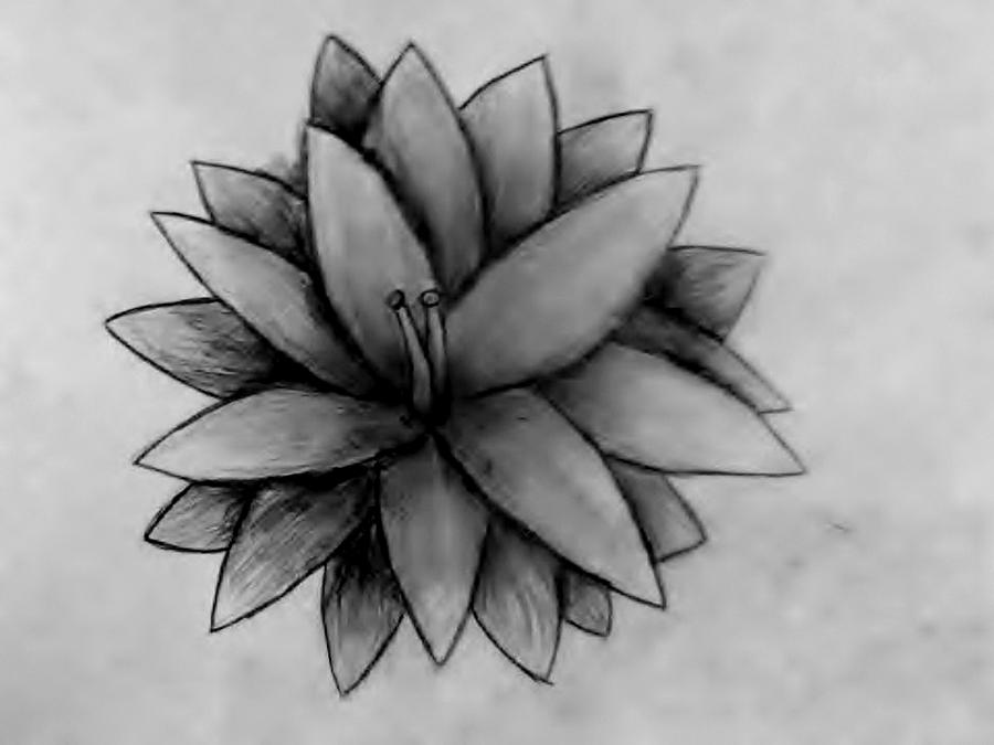 900x675 Dark Shadow Flower Drawing By Olivia Buddington - Black Flower Sketch