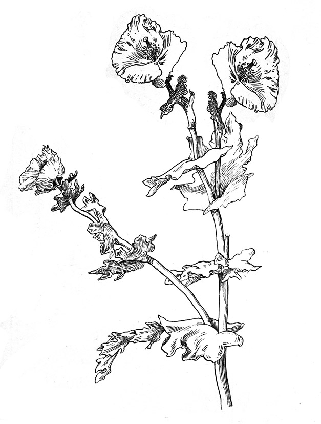 627x827 Flower Sketches - Black Flower Sketch