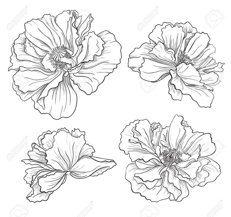 736x692 Image Result For Black And White Flower Sketch The Shop Misc - Black Flower Sketch