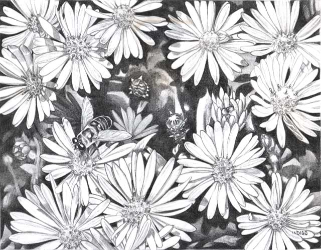 640x500 Pencil Sketches Of Nature Of Sceneries Landscapes Of Flowers Of - Black Flower Sketch