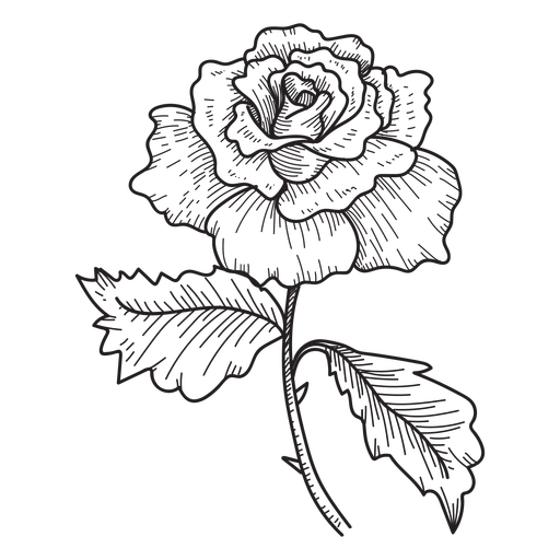 512x512 Rose Flower Sketch Icon - Black Flower Sketch
