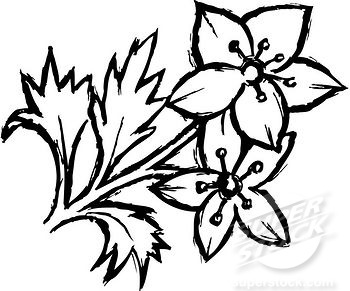 350x291 Black And White Flower Sketch Same Day Flower Delivery - Black Flower Sketch
