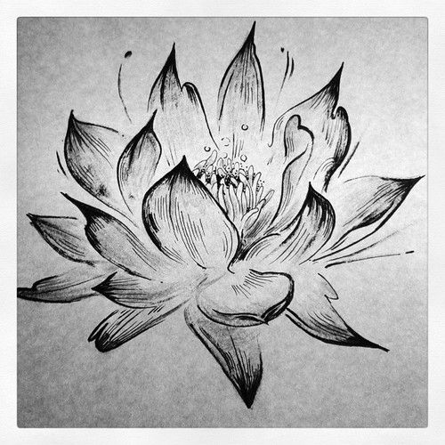 500x500 Black And White Lotus Flower Sketch How To Draw . - Black Flower Sketch