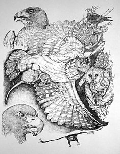 235x300 Black Hawk Drawings Fine Art America - Black Hawk Sketch