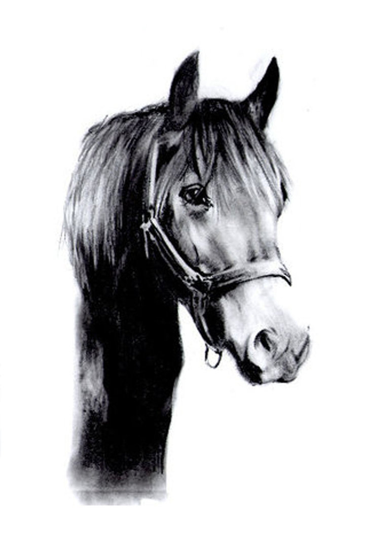 734x1089 Black Horse Drawing By Slippy88 - Black Horse Sketch