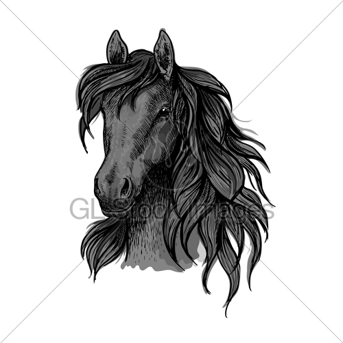 500x500 Black Horse Head Sketch Portrait Gl Stock Images - Black Horse Sketch