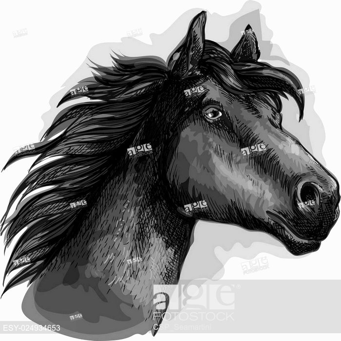 700x700 Black Horse Head Sketch Portrait, Stock Vector, Vector And Low - Black Horse Sketch