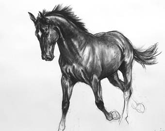 340x270 Horse Sketch Etsy - Black Horse Sketch