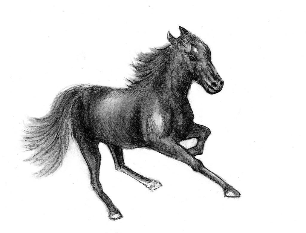 1024x780 Horse Sketch A Horse Sketch On Paper Dansemuou - Black Horse Sketch