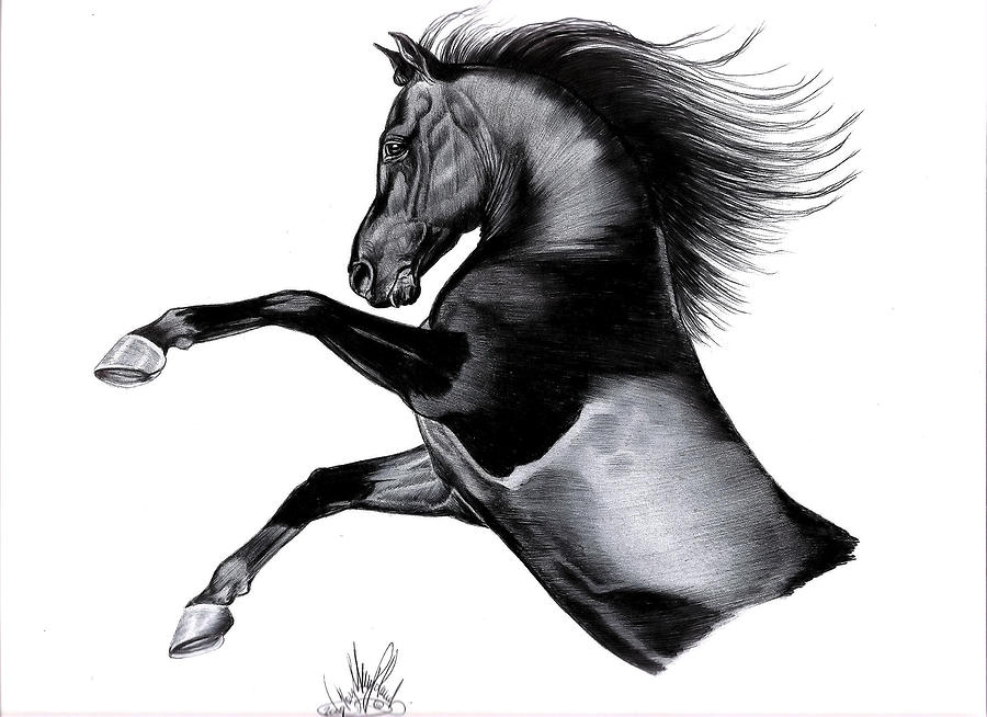 900x654 Black Arabian Mare Drawing By Cheryl Poland - Black Horse Sketch