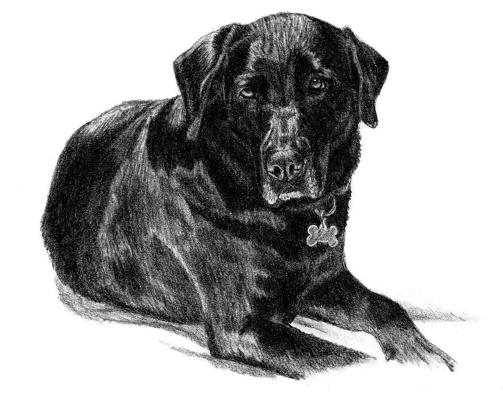 1758x1379 Black Lab Sketch. A Portrait Of A Beautiful Baby Soaking Up The - Black Lab Sketch