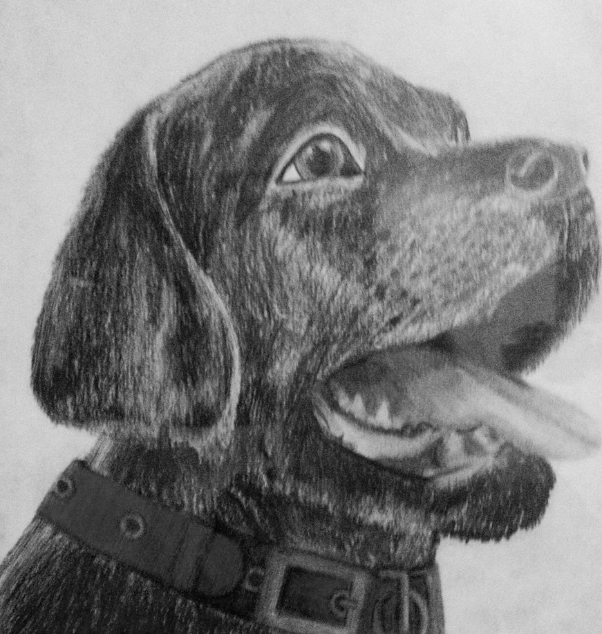 871x917 Black Lab Sketch By Connectingcreativity - Black Lab Sketch