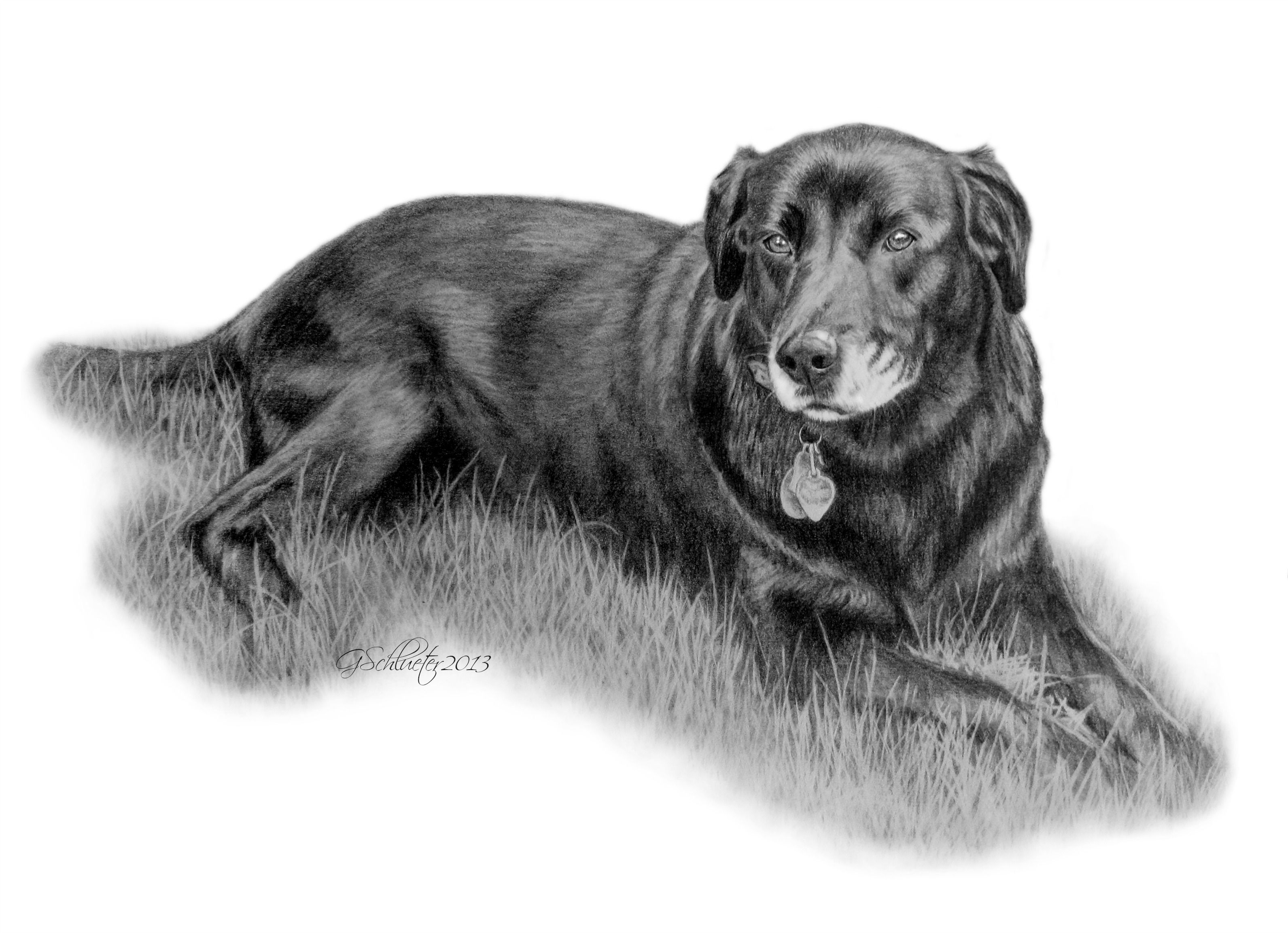 3183x2306 Buddy The Black - Black Lab Sketch