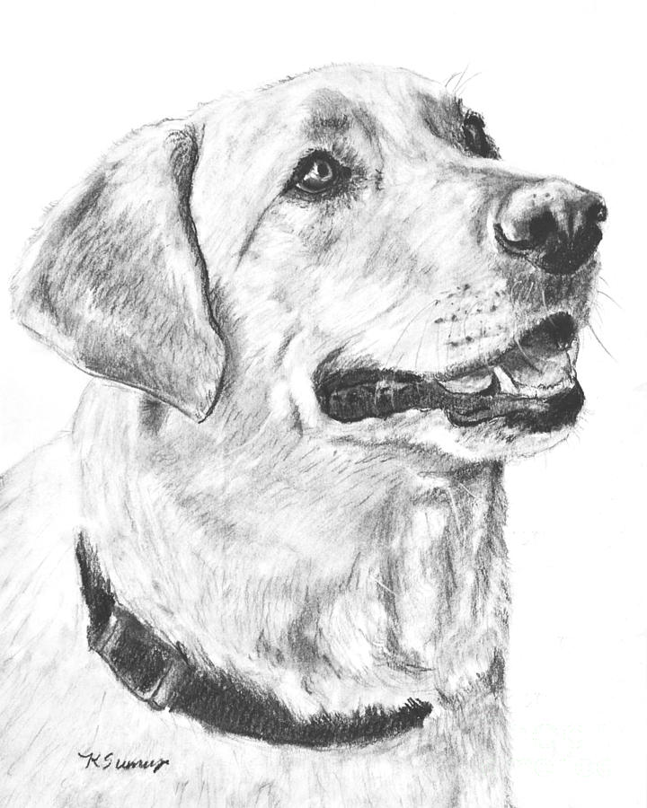 720x900 Charcoal Drawing Yellow Lab In Profile Drawing By Kate Sumners - Black Lab Sketch