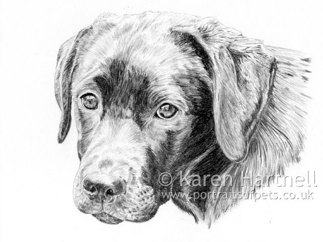640x480 Karen Hartnell - Black Lab Sketch