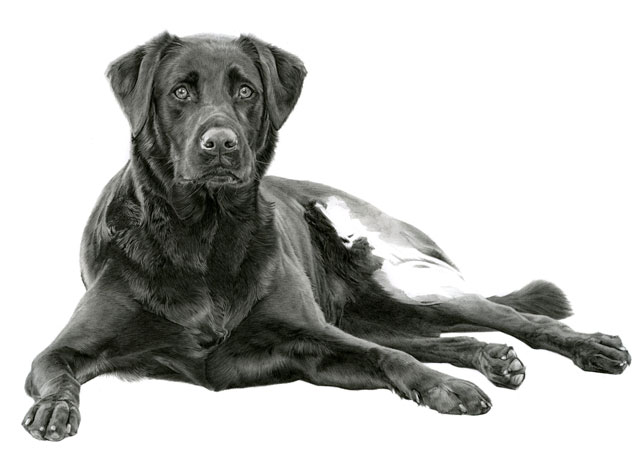 644x475 Laura Hardie Black Lab No 3 - Black Lab Sketch