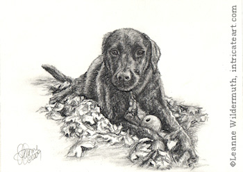 350x249 Leanne Wildermuth Artist By Nature Black Lab Portrait - Black Lab Sketch