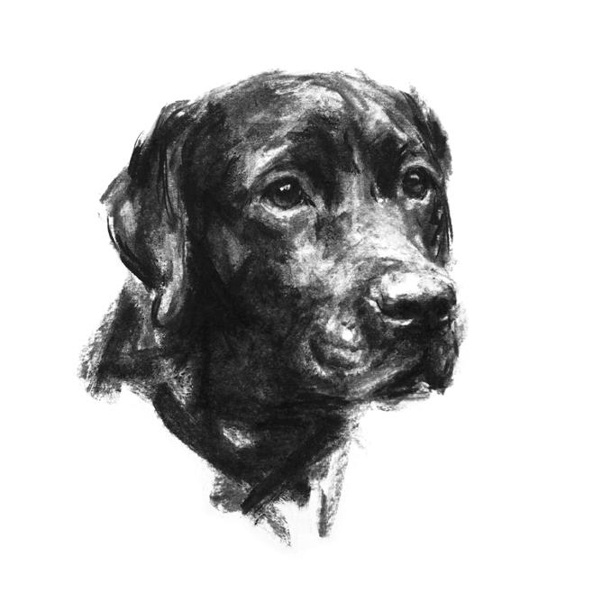 658x658 Loyalty Black Laborador Sketch Print - Black Lab Sketch