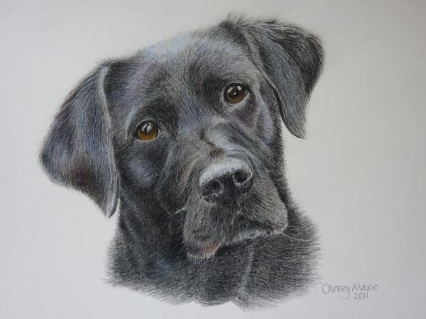 600x450 Pencil Drawing - Black Lab Sketch
