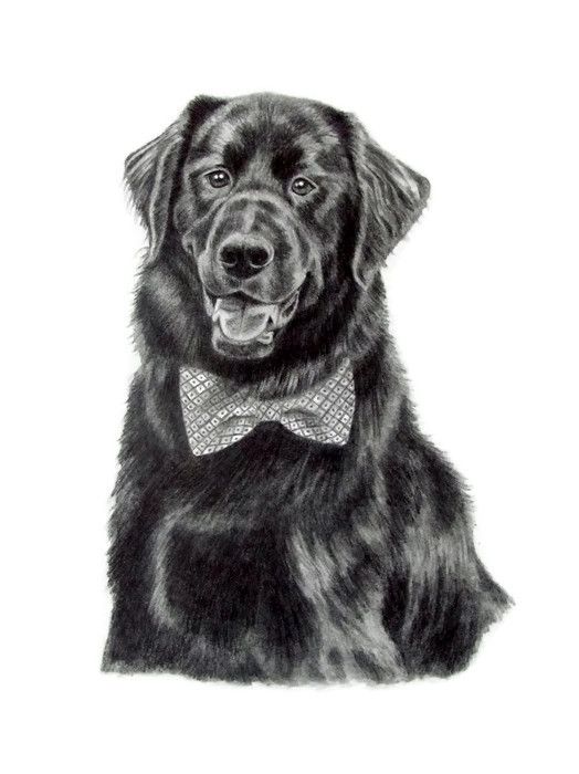 524x700 Stewie The Black - Black Lab Sketch