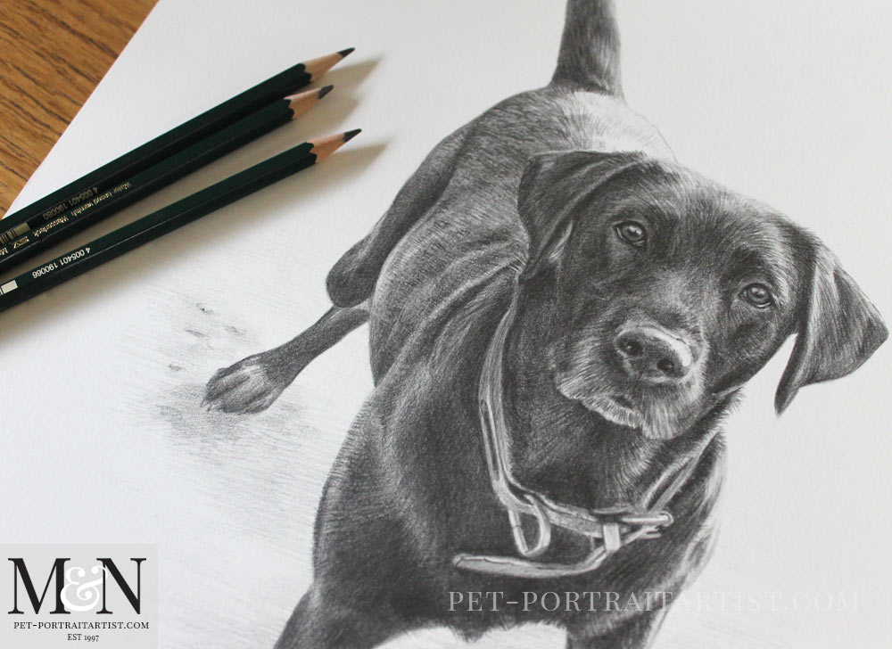 1000x728 Black Lab Pencil Portrait1 - Black Lab Sketch