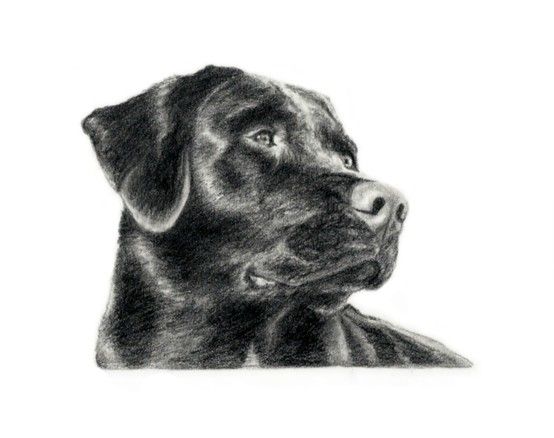 554x438 Black - Black Lab Sketch