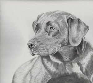 Black Lab Sketch At Paintingvalley.com 