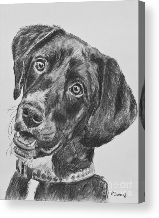 547x750 Black Lab Puppy Charcoal Sketch Acrylic Print By Kate Sumners - Black Lab Sketch