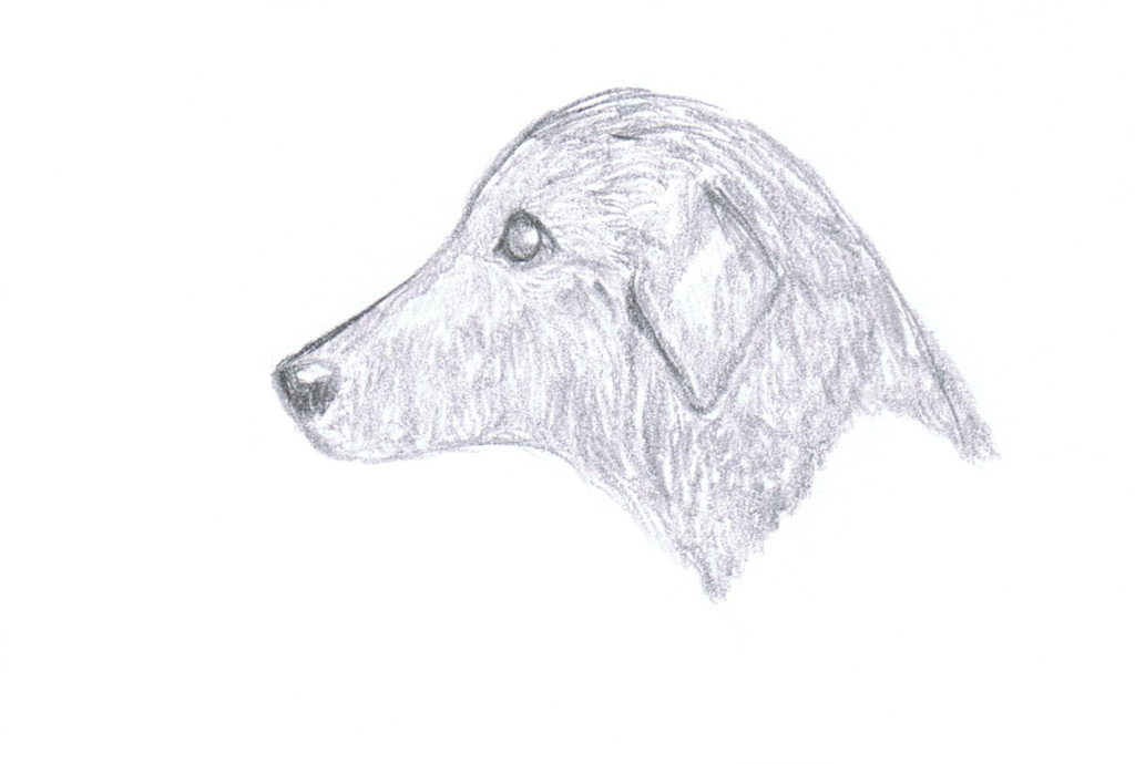 1024x690 Black Lab Sketch By Sharkjunkie - Black Lab Sketch