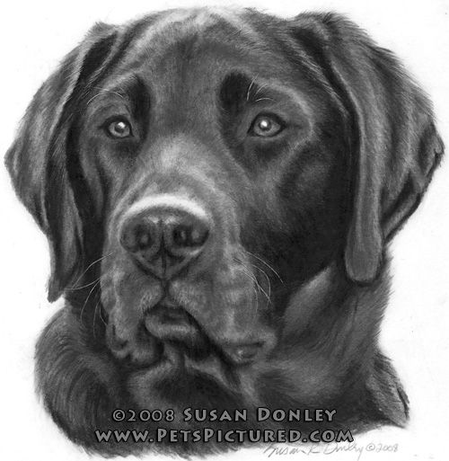 500x513 Diesel, Black Labrador Retriever - Black Labrador Sketch