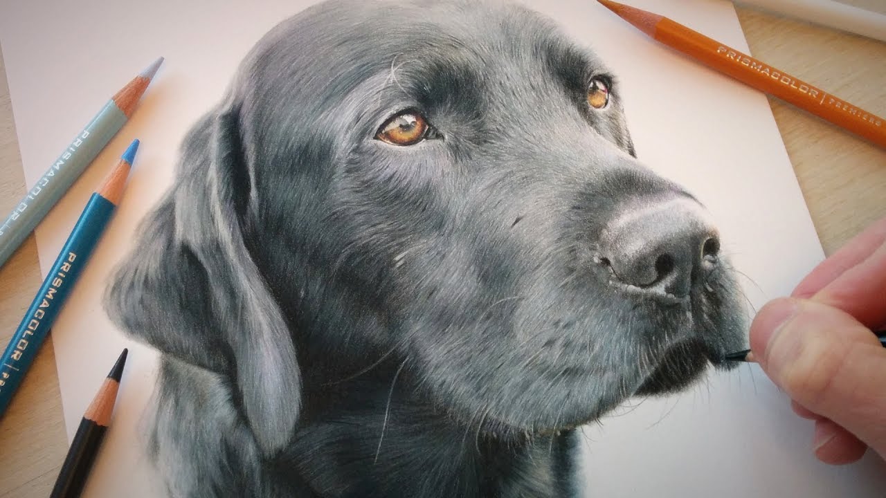 1280x720 Drawing A Dog - Black Labrador Sketch