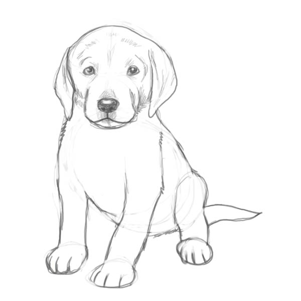 600x600 How To Draw A Puppy - Black Labrador Sketch