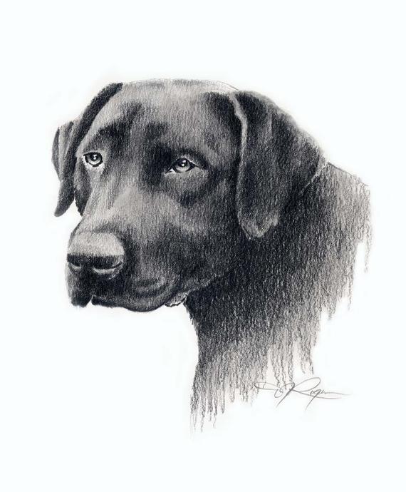 570x690 Black Lab Drawing Labrador Dog Art Print By Artist Dj Rogers Etsy - Black Labrador Sketch