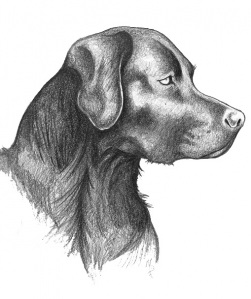 251x299 Sketch Of A Black Lab - Black Labrador Sketch