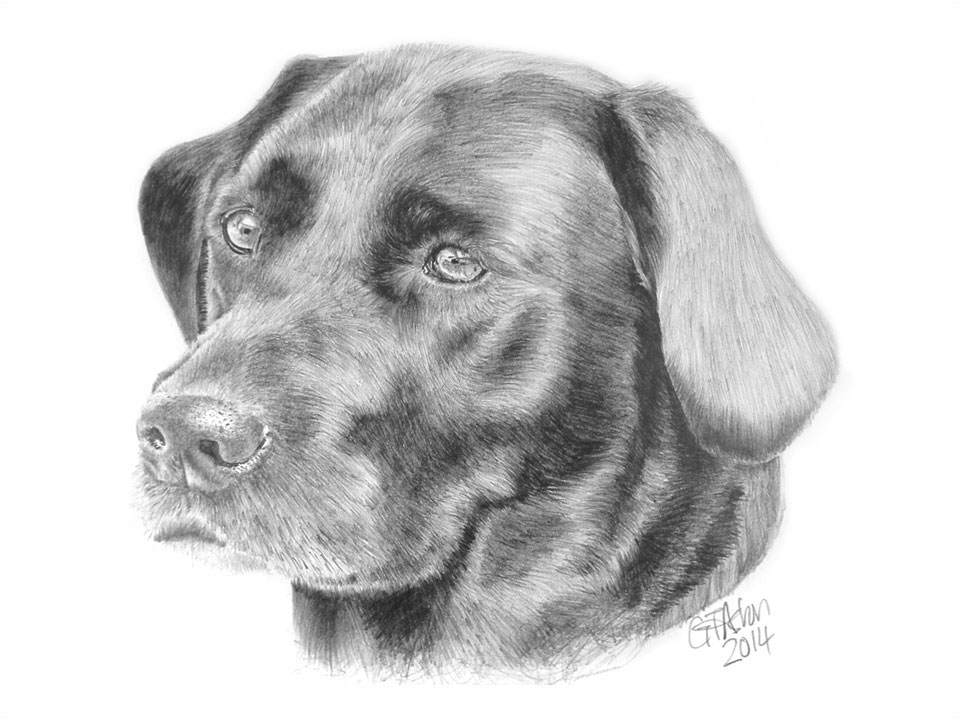 960x720 Smokey A Drawing Of A Black Labrador - Black Labrador Sketch