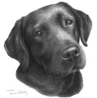 198x200 Stunning Black Lab Pencil Drawings And Illustrations For Sale On - Black Labrador Sketch