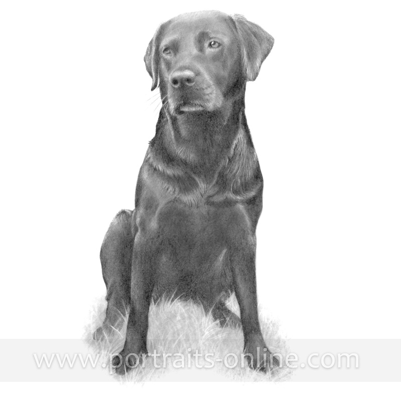 800x800 Labrador Retriever Portrait Graphite Pencil Drawing - Black Labrador Sketch