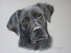 236x177 Black Lab, Custom Pet Portrait Painting, Labrador Retriever, Black - Black Labrador Sketch