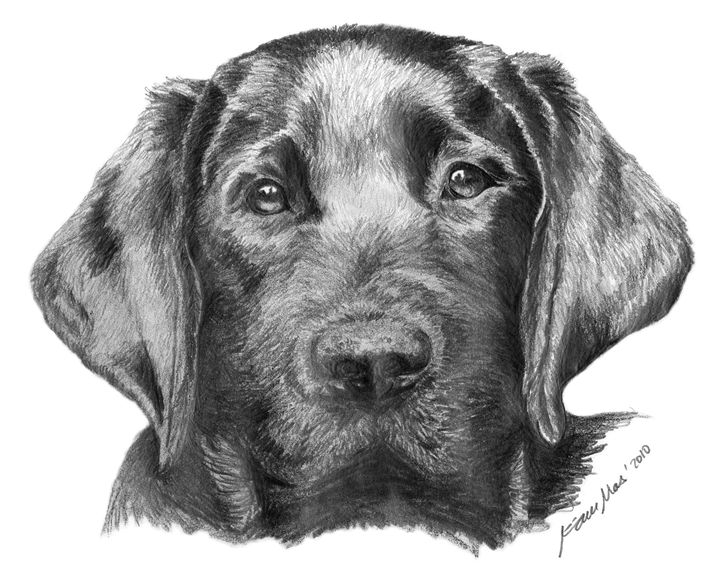 720x575 Black Labrador - Black Labrador Sketch